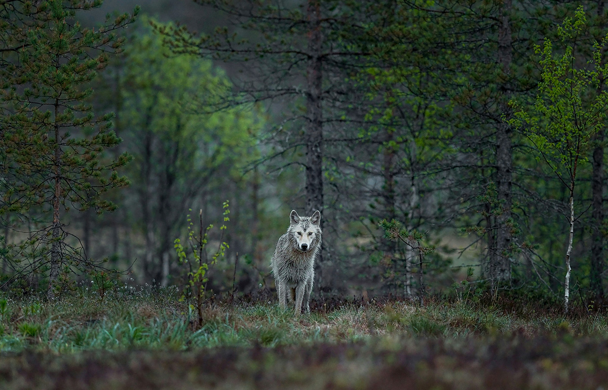 Wolf near cattle fence